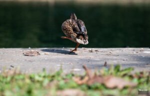 Poletni sprehod ob jezeru Slikoviti razgledi in notranji mir
